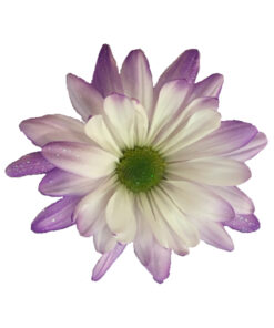 Daisy Pastel Lavender