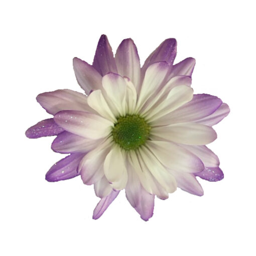 Daisy Pastel Lavender